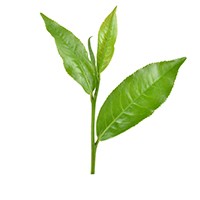 Camellia Sinensis Camellia Sinensis