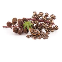 Ricinus communis seed oil Ricinus communis seed oil
