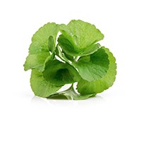 Centella asiatica extract