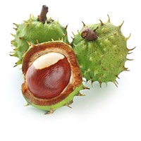 Aesculus hippocastanum seed extract