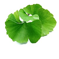 Ginkgo biloba leaf extract