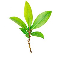 Polygonum aviculare extract Polygonum aviculare extract
