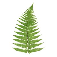Polipodium leucotomos root extract Polipodium leucotomos root extract