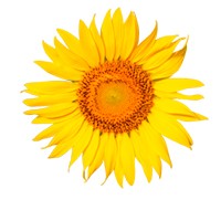 Helianthus annuus seed oil