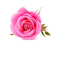 Rosa centifolia flower extract