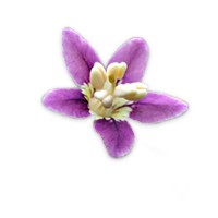 Lycium barbarum fruit extract Lycium barbarum fruit extract