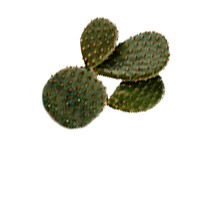 Opuntia ficus-indica flower extract