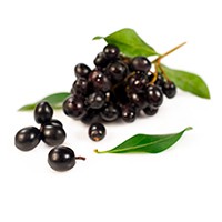 Aristotelia chilensis fruit extract Aristotelia chilensis fruit extract